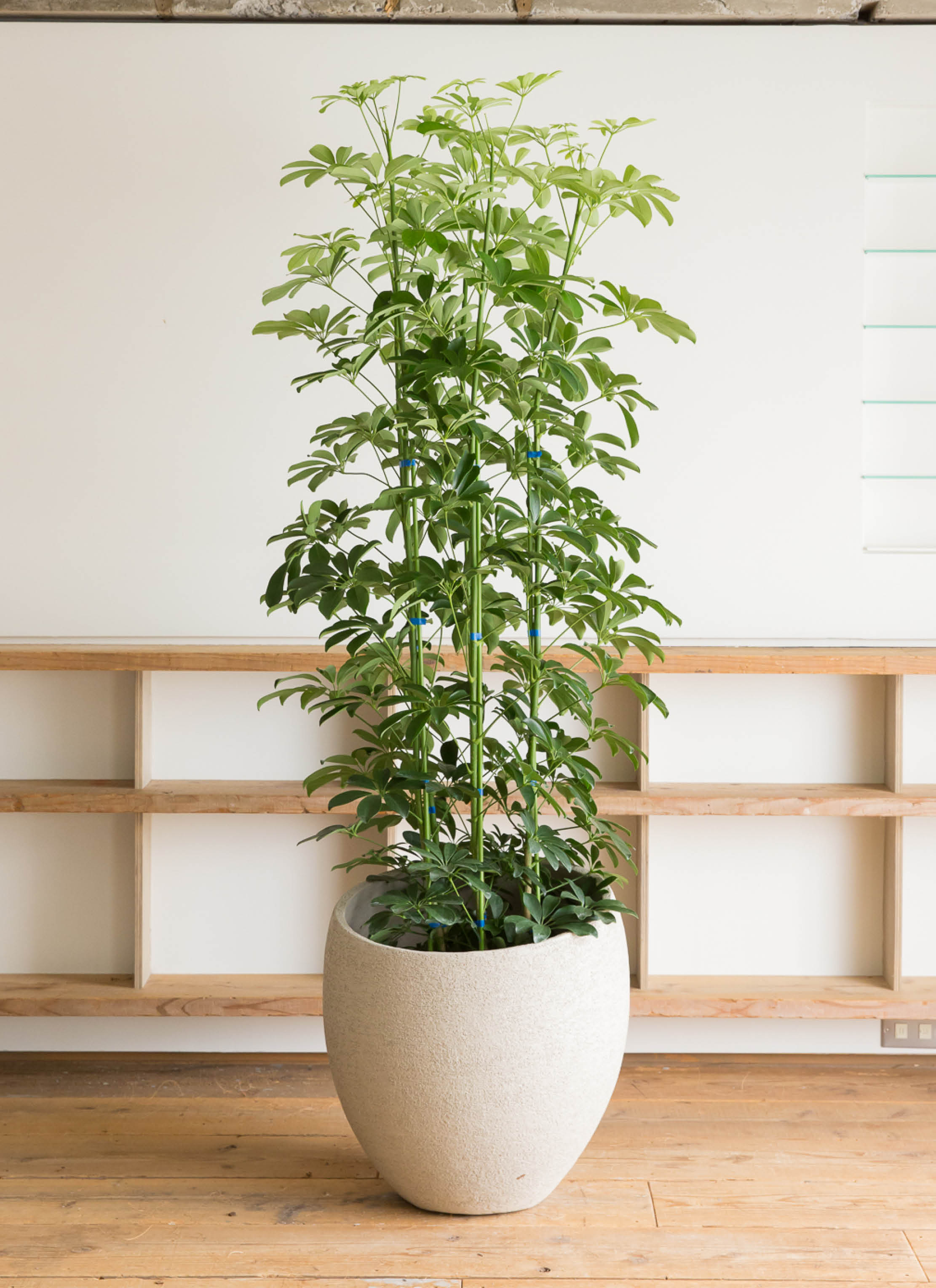 観葉植物 カポック（シェフレラ） 10号 ノーマル プラスチック鉢