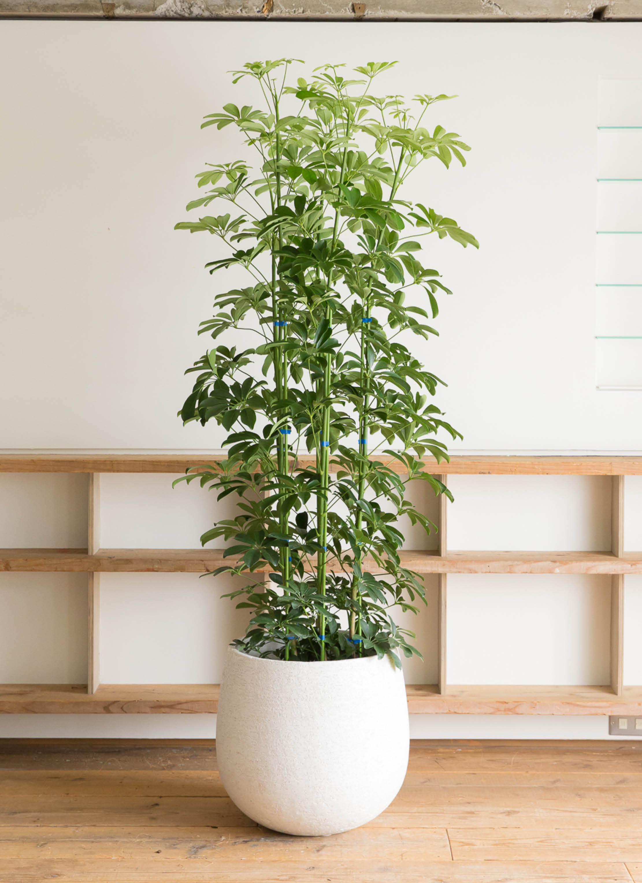 観葉植物 カポック（シェフレラ） 10号 ノーマル 竹バスケット 付き