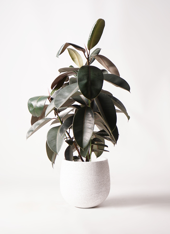 観葉植物 フィカス バーガンディ 8号 ノーマル プラスチック鉢 | 観葉