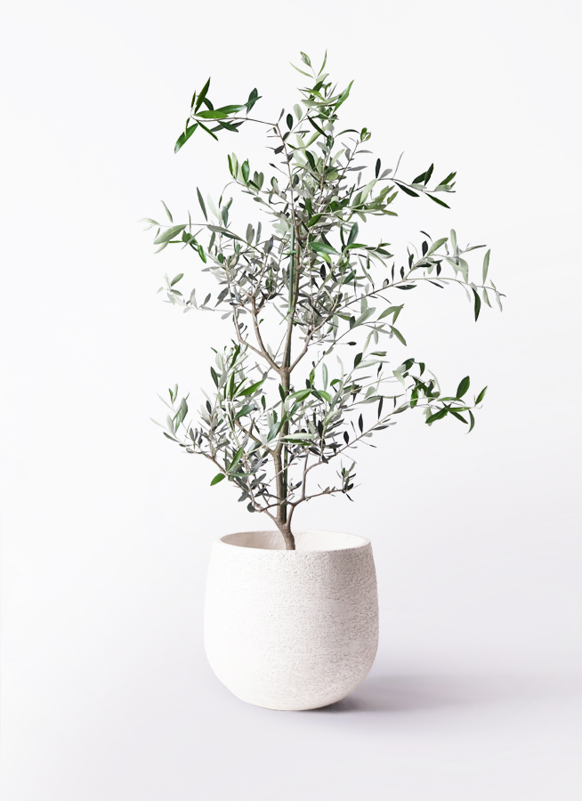 オリーブの木 コレッジョラ | 観葉植物通販HitoHana(ひとはな)