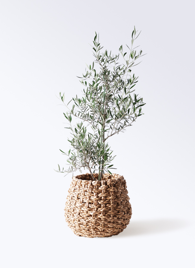 観葉植物 オリーブの木 8号 コラティーナ (コラチナ) エコストーンGray