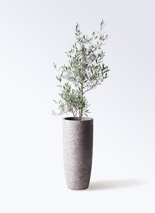 オリーブの木 コラチナ 盆栽風 8号 約50cm 現品販売 オリーブの木