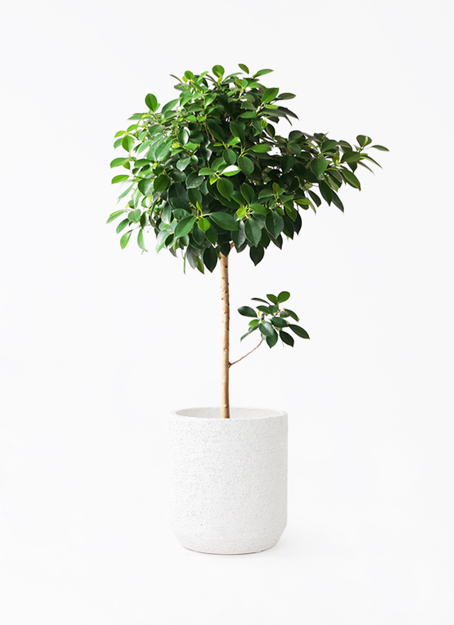 観葉植物 フィカス ナナ 7号 パボ ジャー ラテルストーン 付き | 観葉