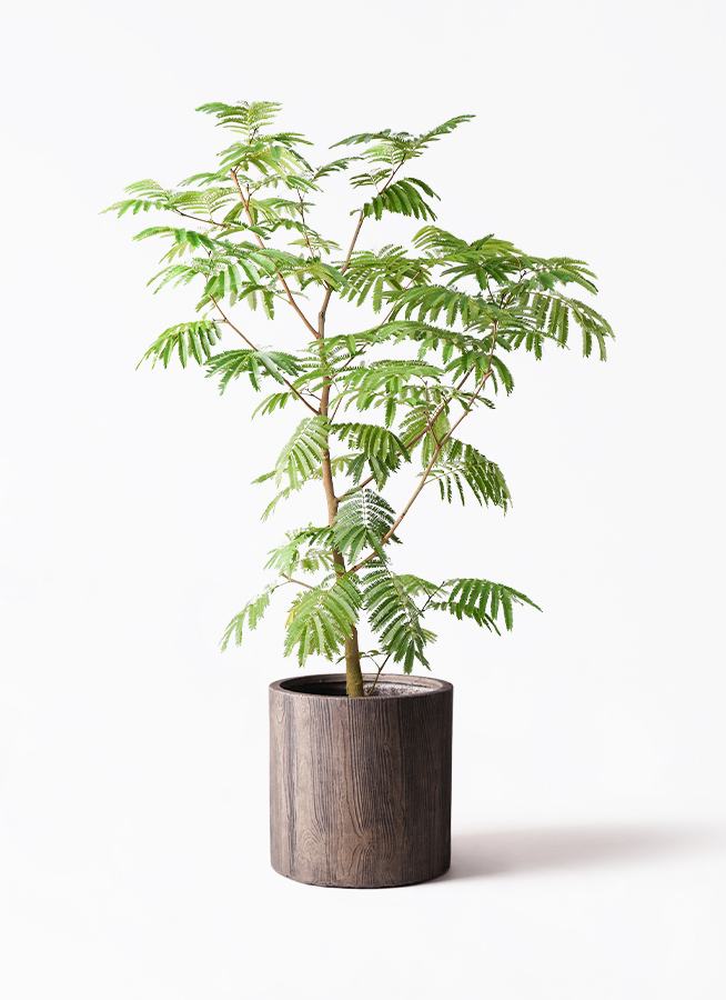 観葉植物 エバーフレッシュ 10号 ボサ造り プラスチック鉢 | 観葉植物