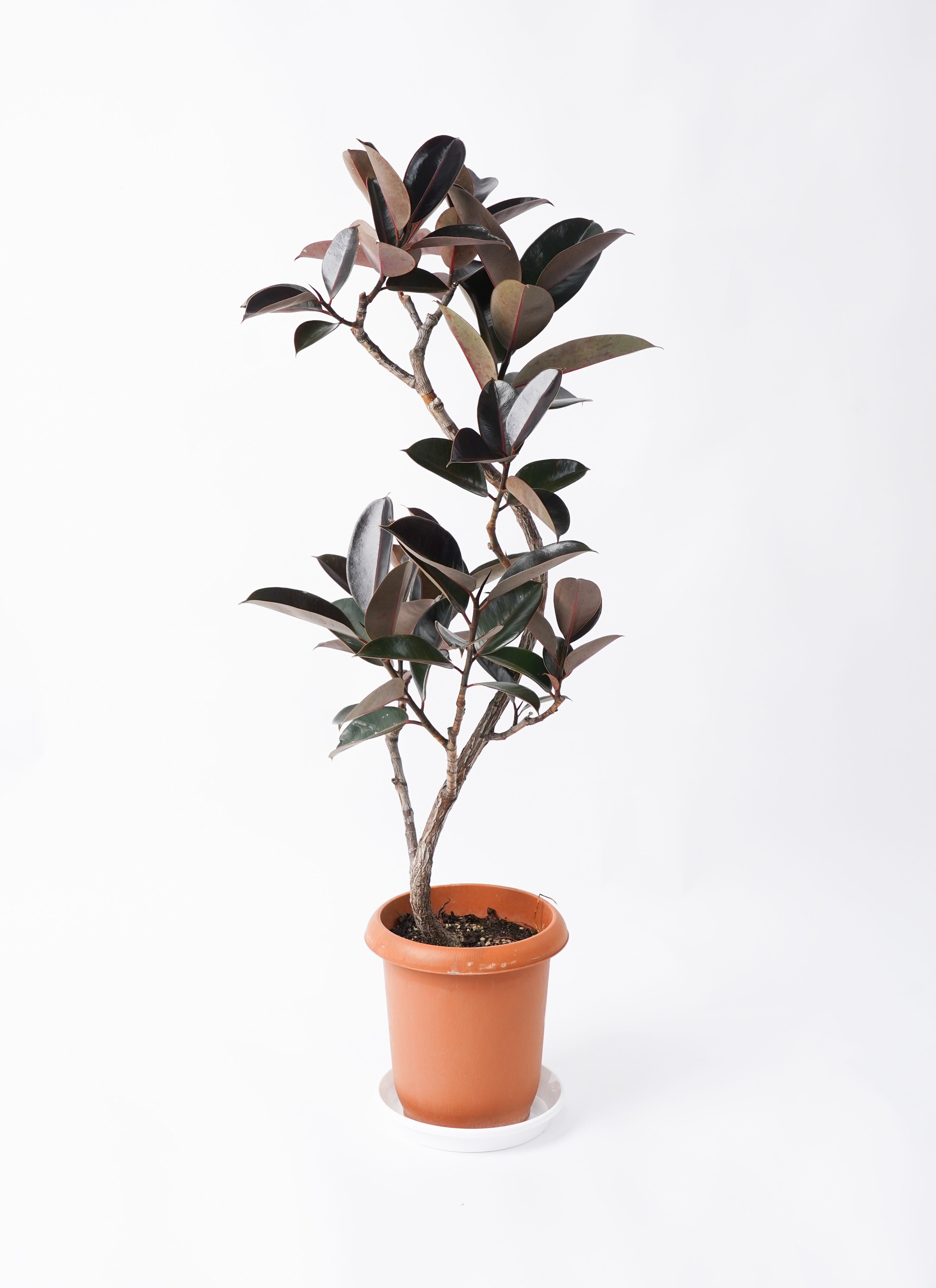 観葉植物 フィカス バーガンディ 8号 曲り リブラ モノ ブラウン 付き