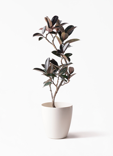 ficus-burgundy-magari-25_1.jpg