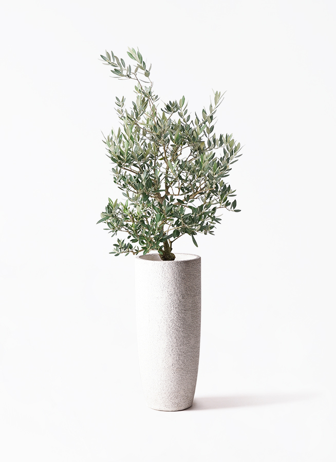 観葉植物 オリーブの木 8号 ピクアル プラスチック鉢 | 観葉植物なら