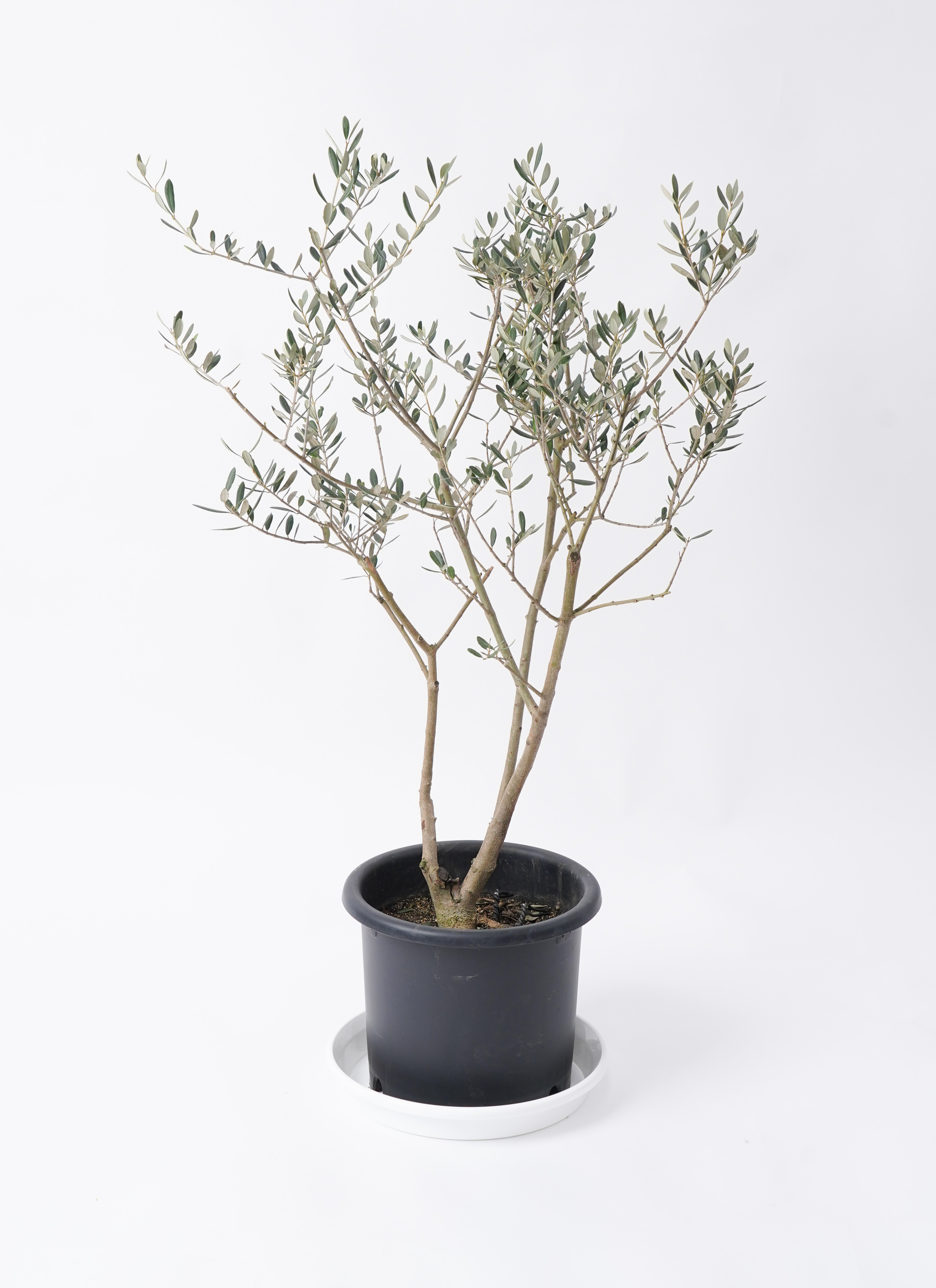 観葉植物 オリーブ 8号 マンザニロ プラスチック鉢 | 観葉植物なら