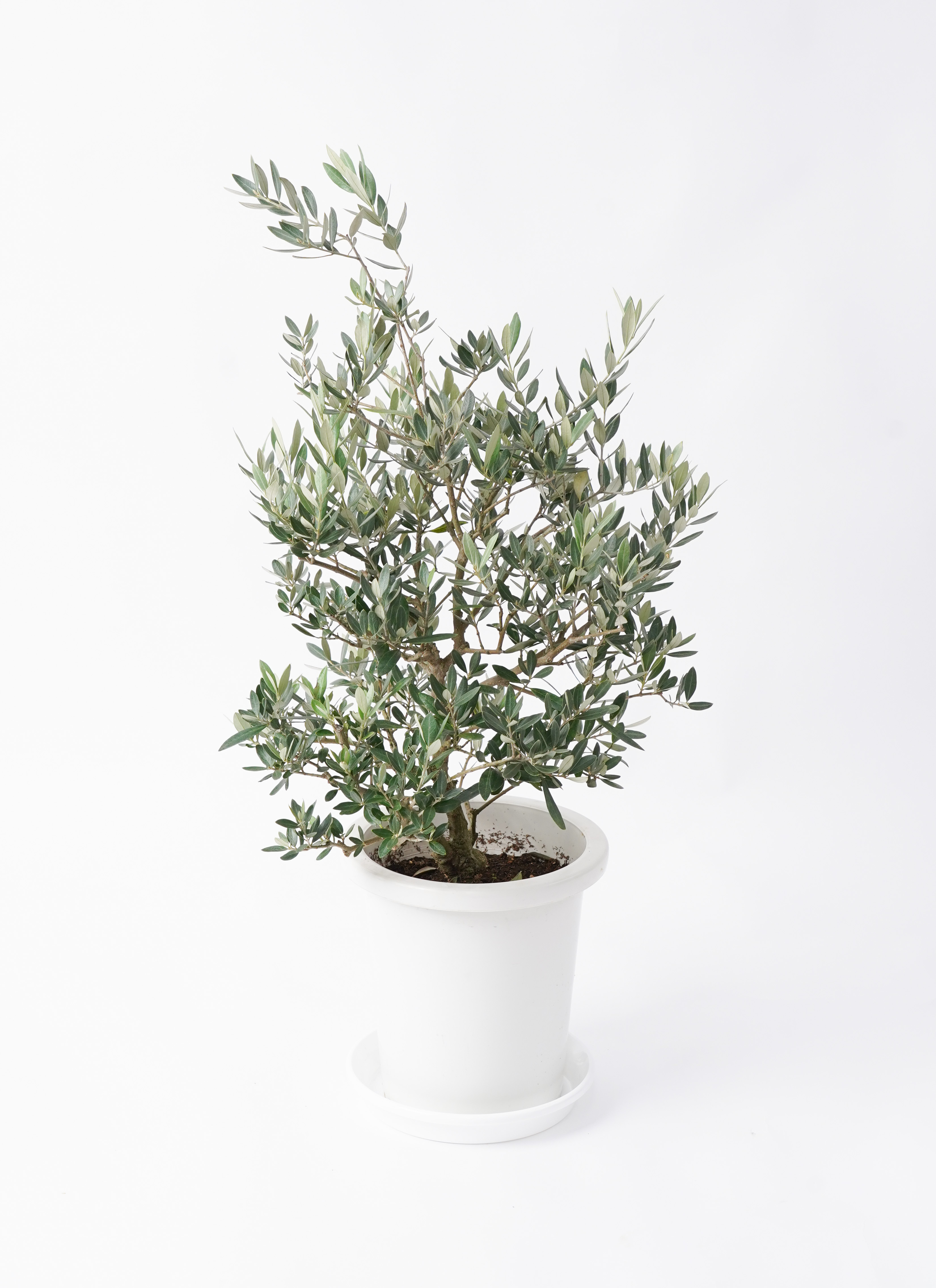 観葉植物 オリーブの木 8号 ピクアル プラスチック鉢 | 観葉植物なら