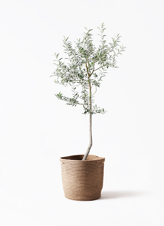 観葉植物 オリーブ 8号 ルッカ エコストーンGray 付き | 観葉植物なら