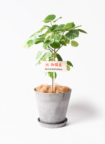 ficus-umbellata-1096_0001.jpg?