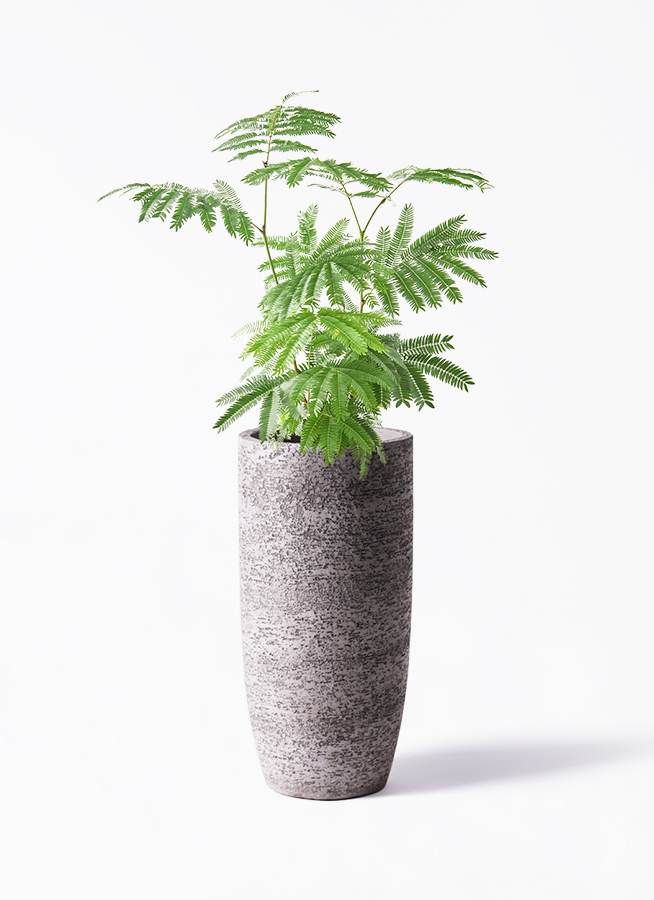 観葉植物 エバーフレッシュ 6号 プラスチック鉢 ラウンド 付き | 観葉