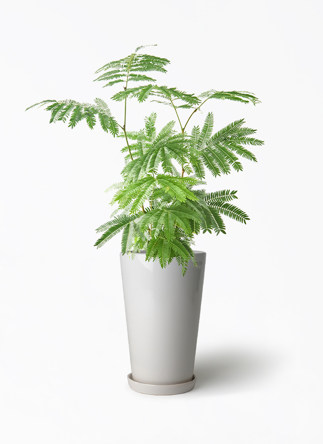 観葉植物 エバーフレッシュ 6号 プラスチック鉢 ラウンド 付き | 観葉