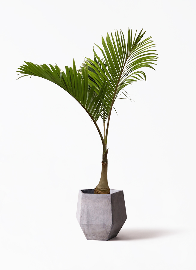 観葉植物 トックリヤシ 10号 プラスチック鉢 | 観葉植物ならHitoHana