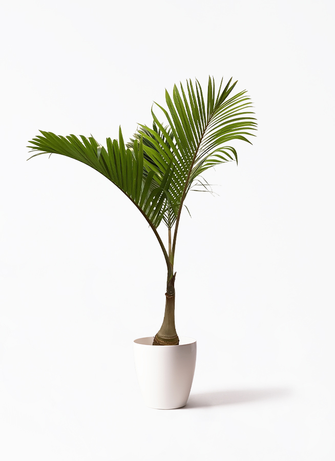 観葉植物 トックリヤシ 10号 ラスターポット 付き | 観葉植物なら