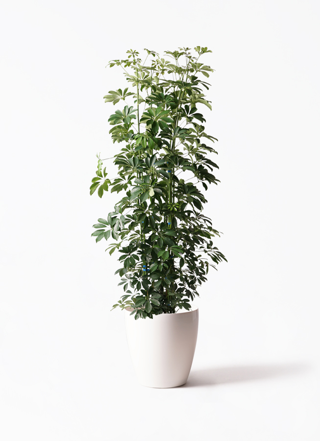 観葉植物 カポック（シェフレラ） 10号 ノーマル ブリティッシュ