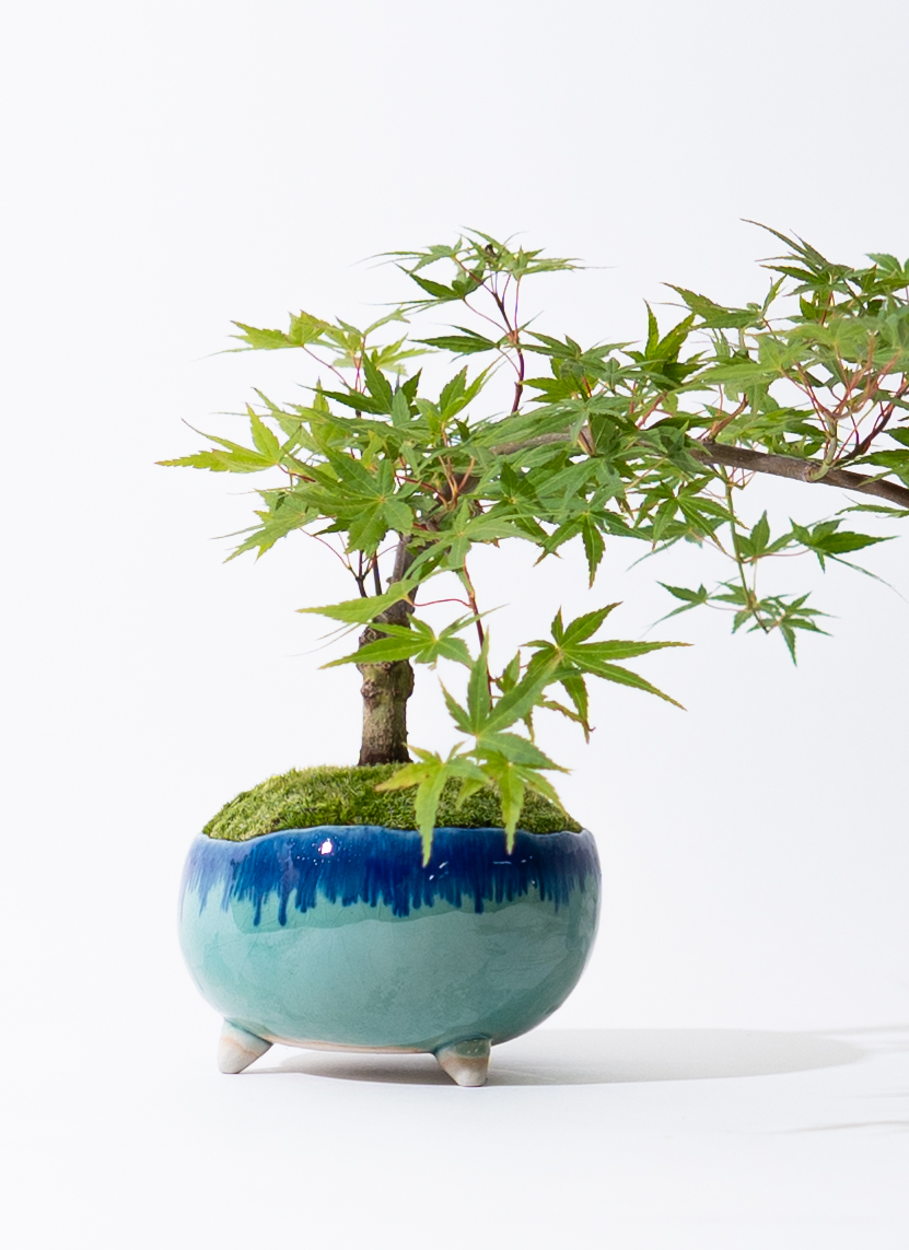 盆栽 紅葉 | 通販専門店 HitoHana（ひとはな）