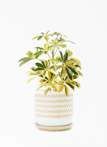 観葉植物 カポック（シェフレラ） 4号 斑入り インナ 15 W グリーン