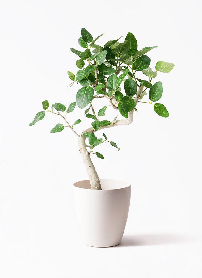 観葉植物 フィカス ベンガレンシス 8号 曲り 極太 プラスチック鉢