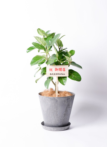 観葉植物 フィカス ベンガレンシス 【お祝いにおすすめ】7号 アート