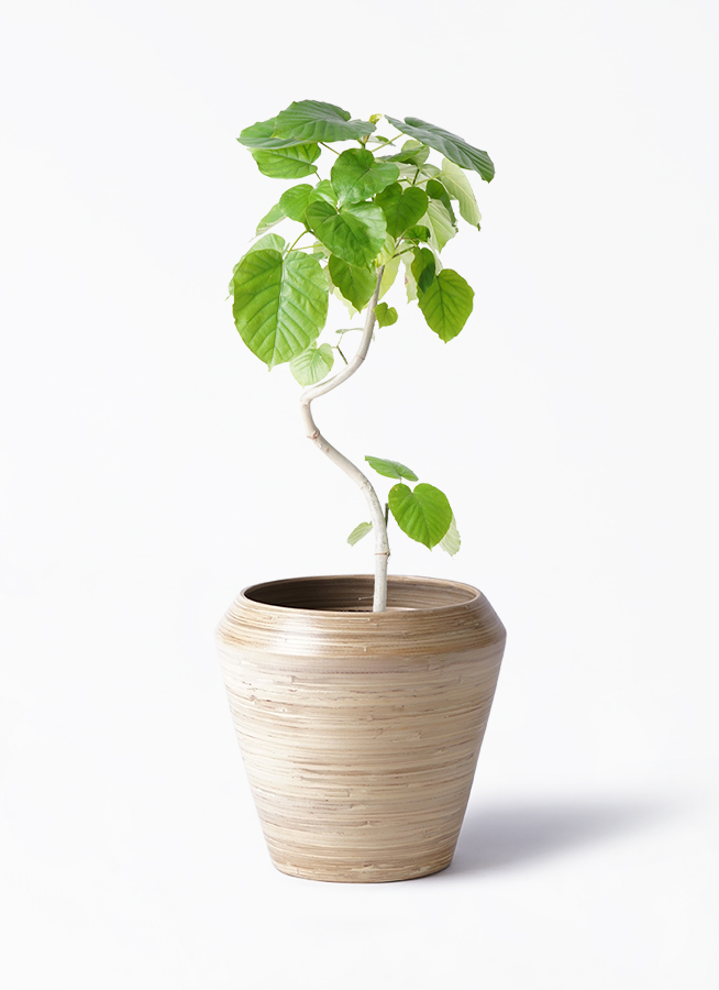 観葉植物 フィカス ウンベラータ 6号 曲り プラスチック鉢 | 観葉植物