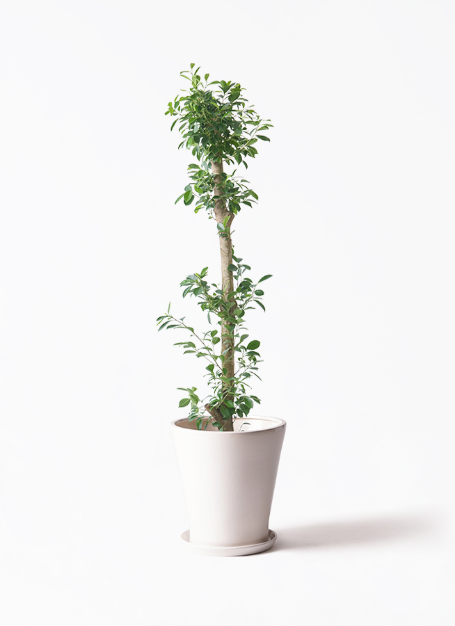 直接引取◾️フィカス・レツーサ ジャンボリーフ ガジュマル観葉植物