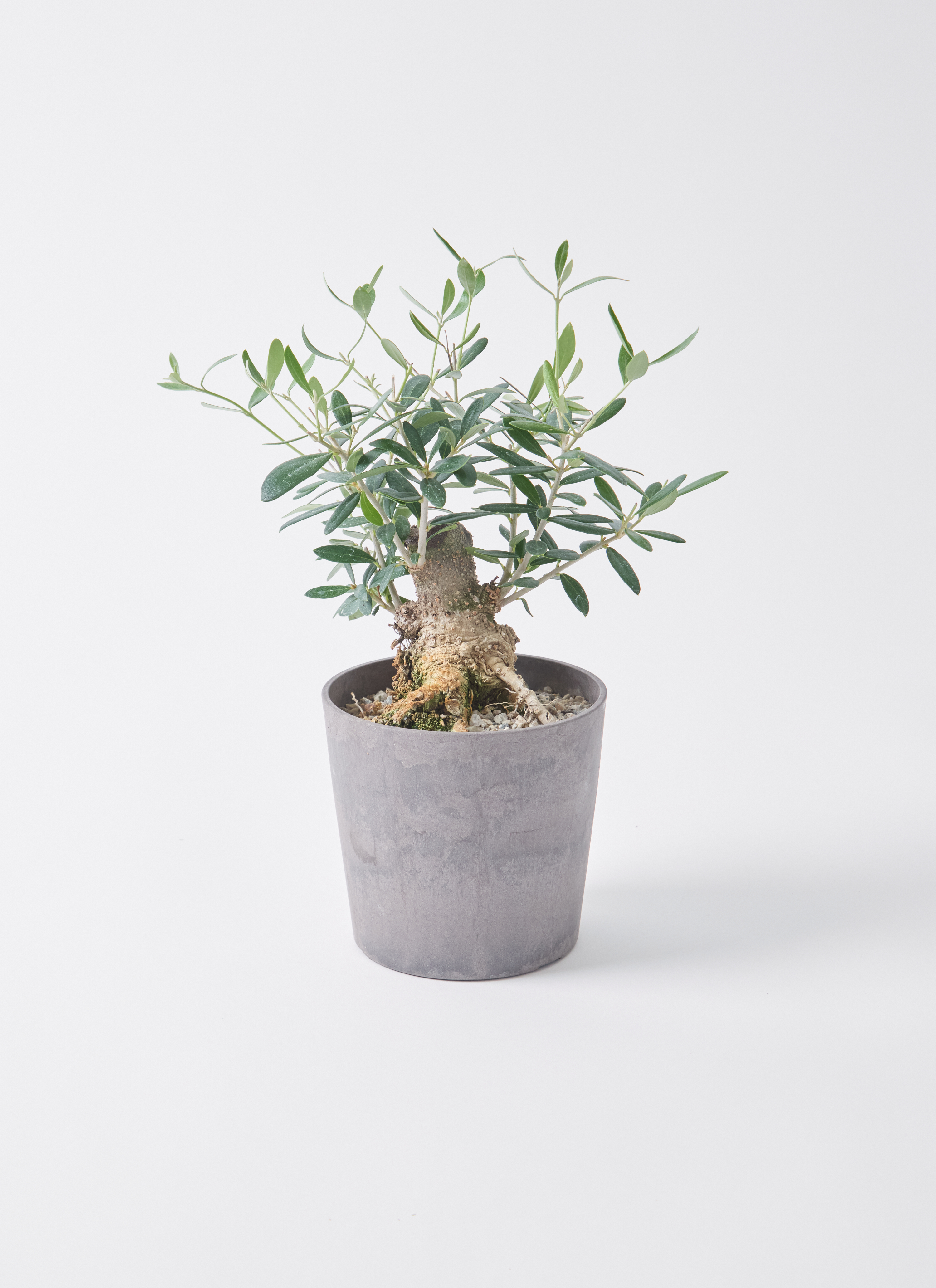 観葉植物 オリーブ 4号 創樹 盆栽仕立て | 観葉植物ならHitoHana(ひとはな)