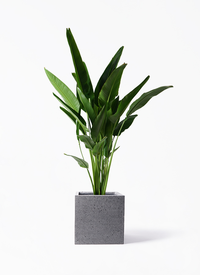 ravenala-madagascariensis-