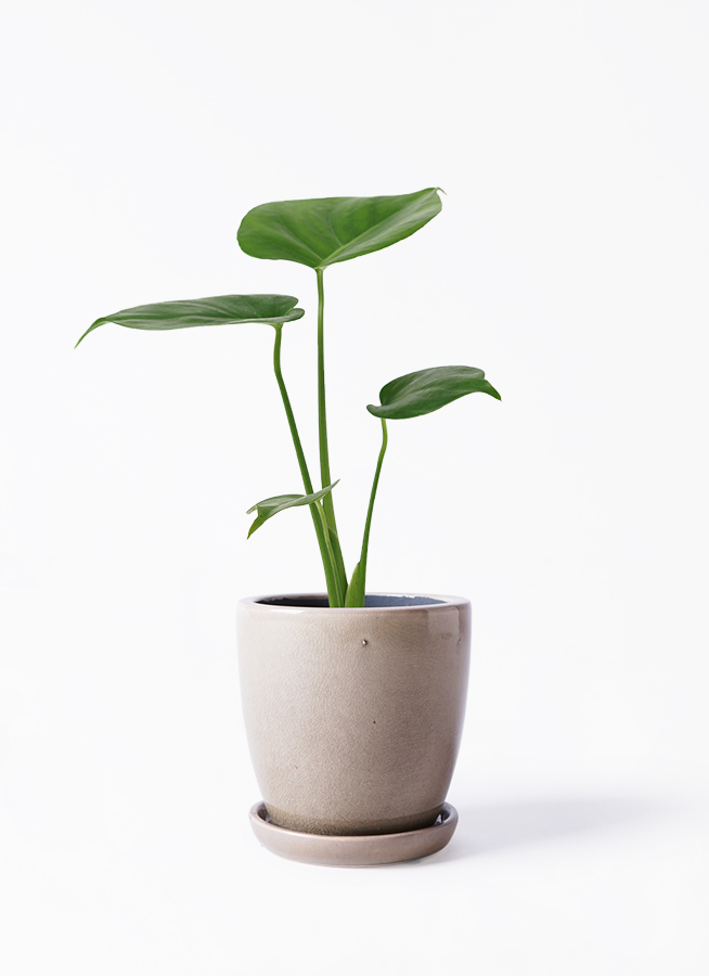 観葉植物 モンステラ 3号 アダ シリンダー 11 付き | 観葉植物なら