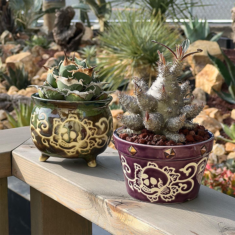 KOBE AGAVE SHOP （神戸アガベショップ） - SMASELL Sustainable Commune