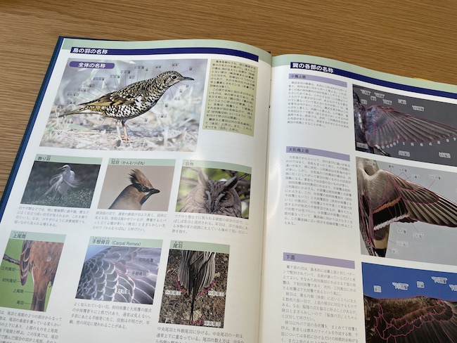 ブックレビュー】原寸大写真図鑑 羽 増補改訂版／叶内拓哉・高田勝
