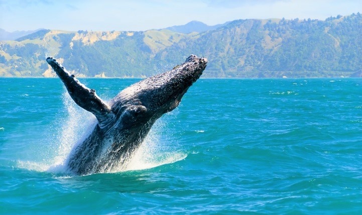 冬のハワイでホエールウォッチングを楽しめるオススメのスポット5選