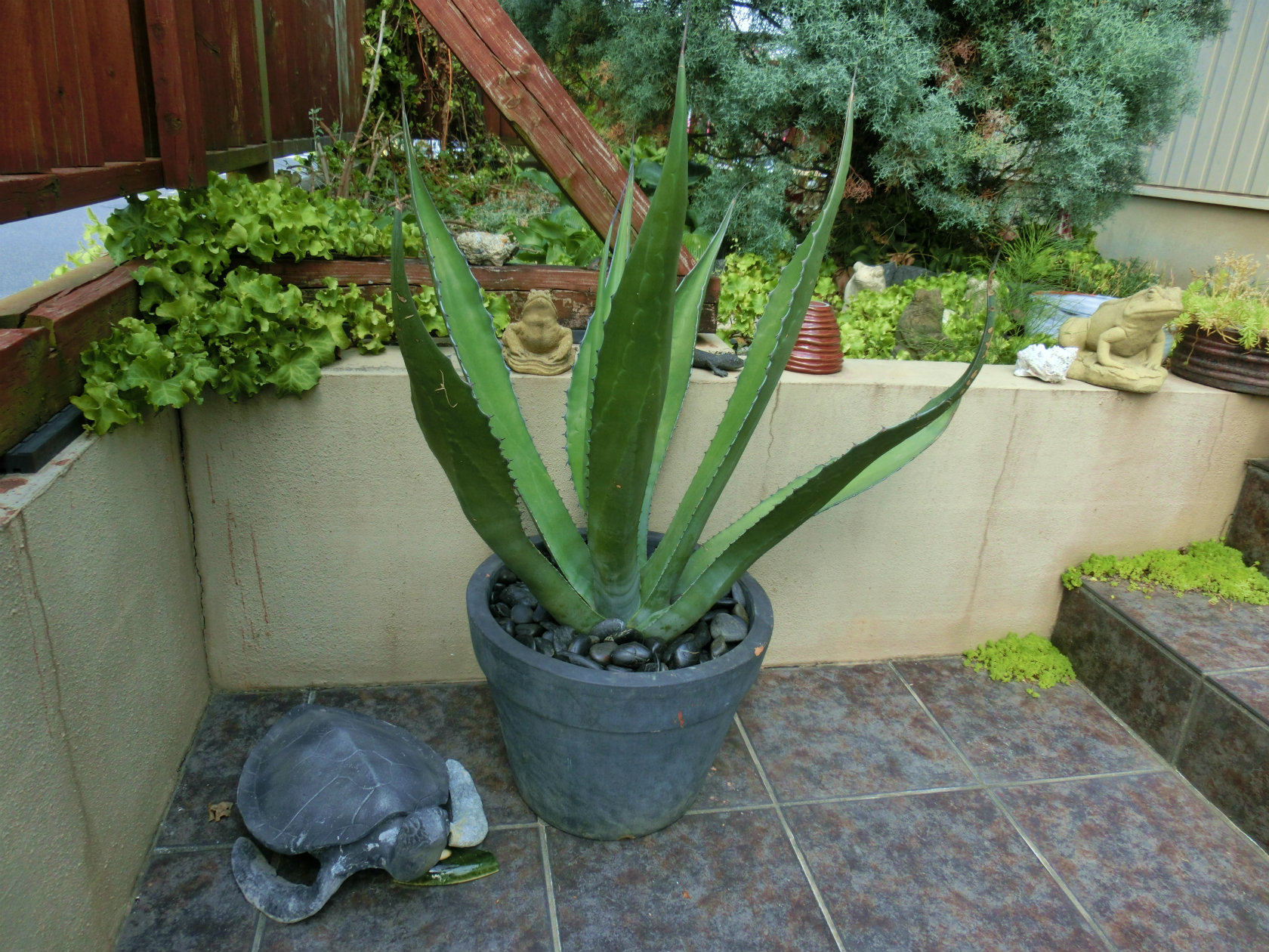 アガベ'フェロックス'の斑入り（錦）やアレコレについて。大型のアガベ