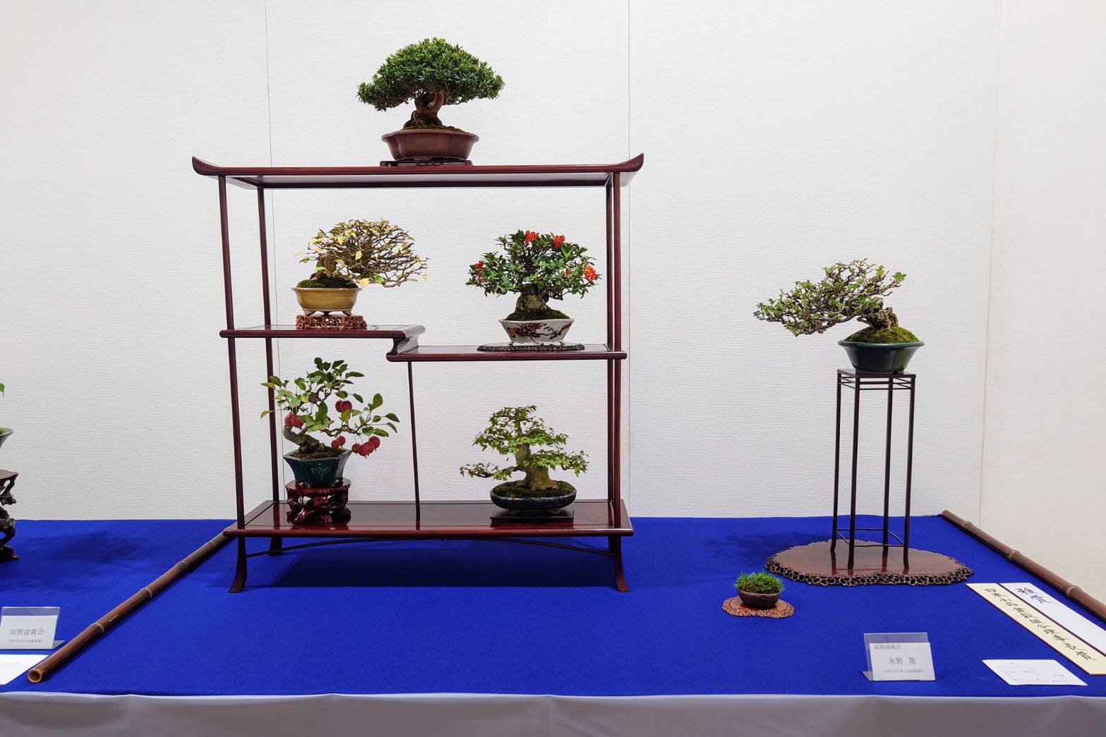 北陸雅展 - 公益社団法人全日本小品盆栽協会