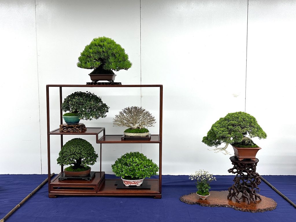 第32回受賞席のご紹介 - 公益社団法人全日本小品盆栽協会