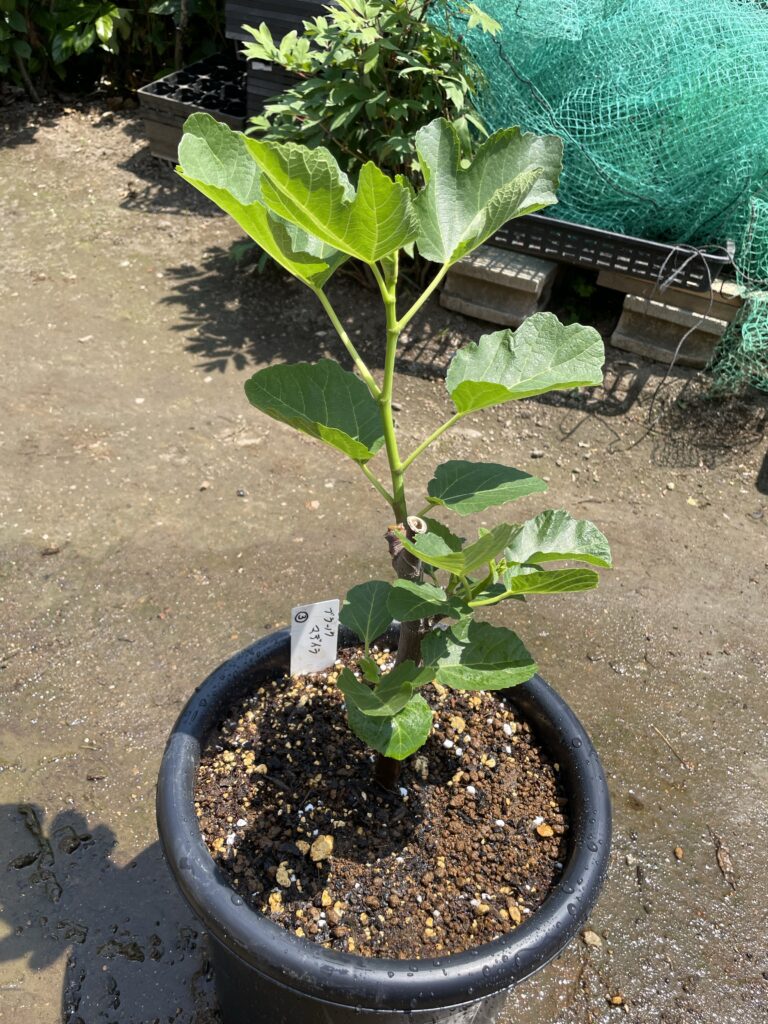 ブラックマデイラは世界が認めるイチジクです！希少なイチジクを育て