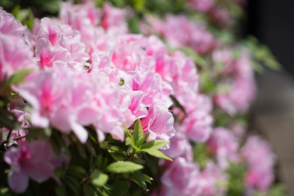 レンズレビュー】AI Nikkor 85mm F2 | SHOOTEST