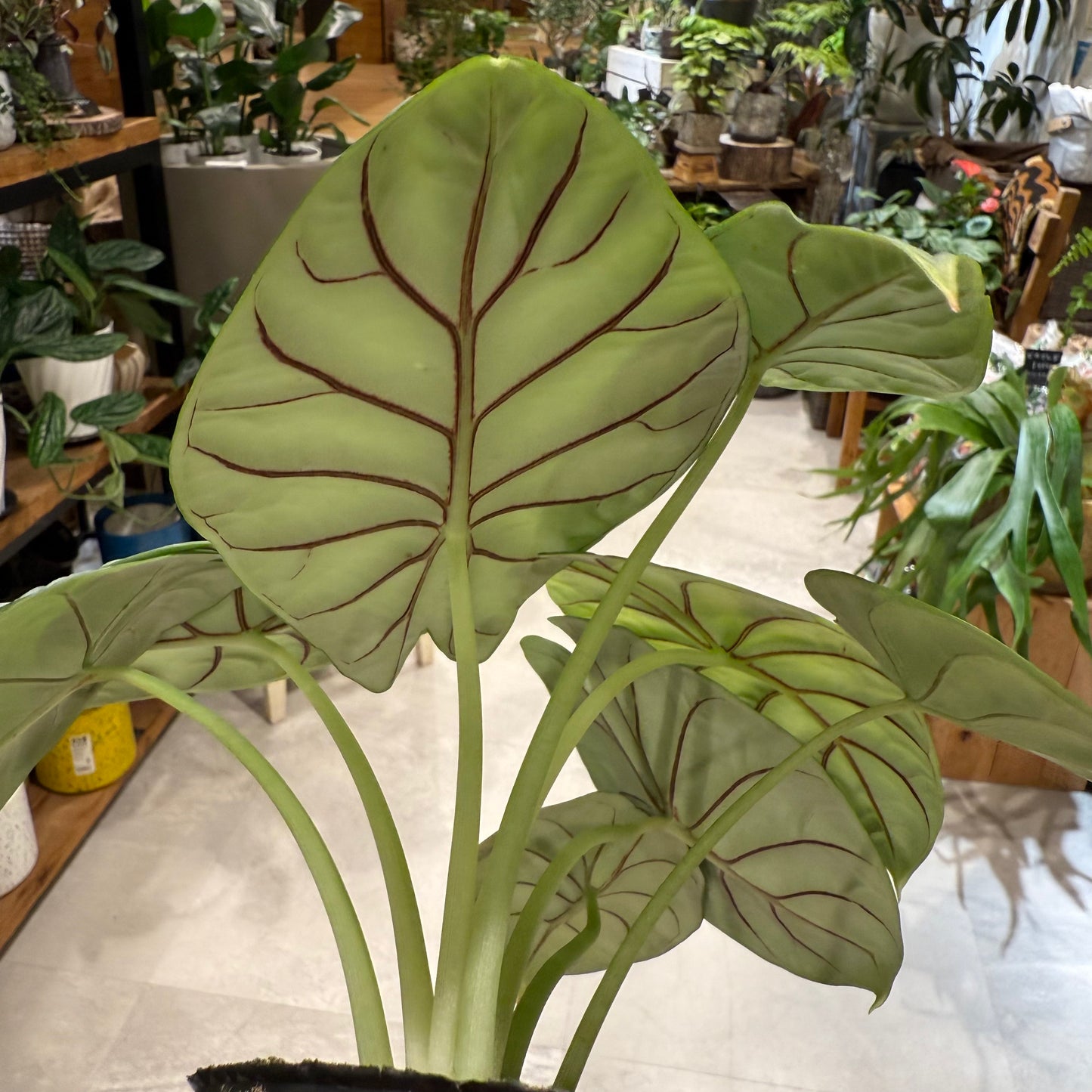 レア品種】アロカシア・シルバードラゴン｜観葉植物 – hanna