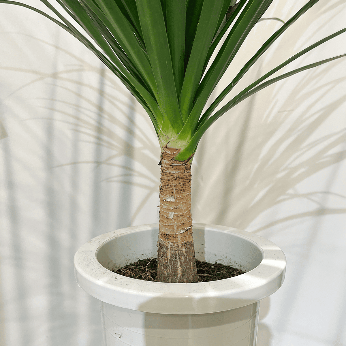 ドラセナ カンボジアーナ】中型｜観葉植物の通販サイト – hanna