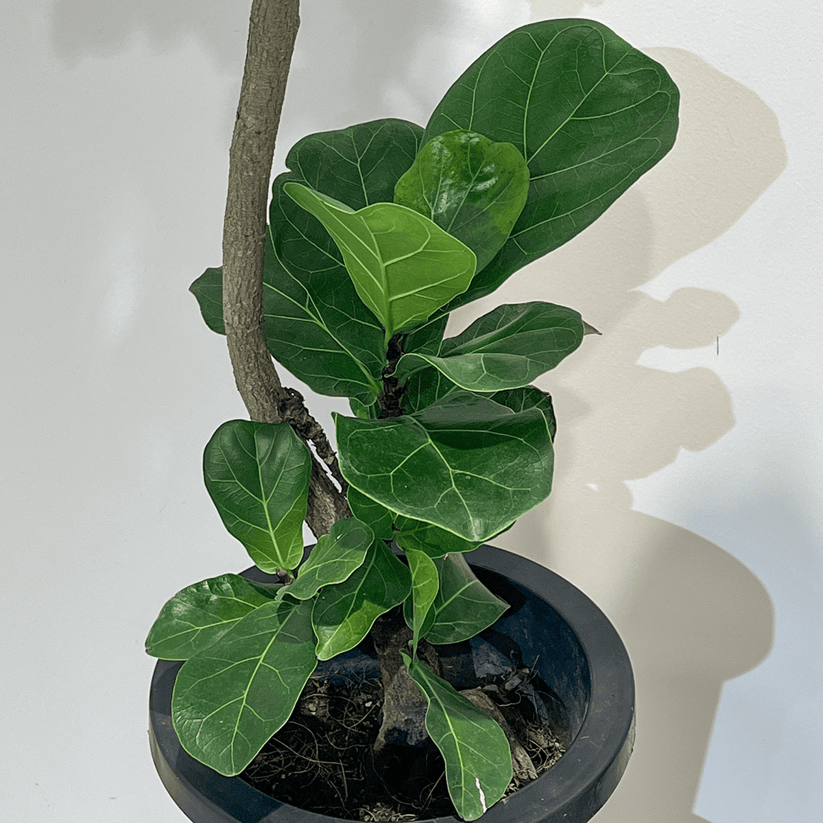 カシワバゴム(フィカス リラータ)】中型（沖縄県産）｜観葉植物の通販