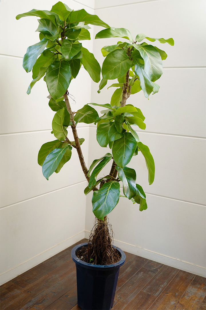 アフリカンプリンス【観葉植物】｜flower shop HANAVILLA