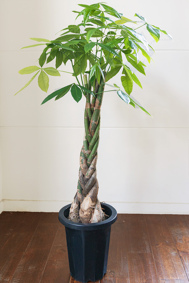 パキラ【観葉植物】｜flower shop HANAVILLA