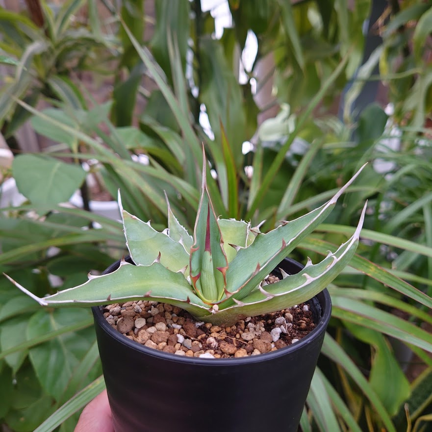 アガベ キシロナカンサ 2 Agave xylonacantha | My-Favthings