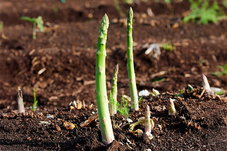 新潟直送計画】津南産グリーンアスパラガス – フジミヤ（津南観光物産館）