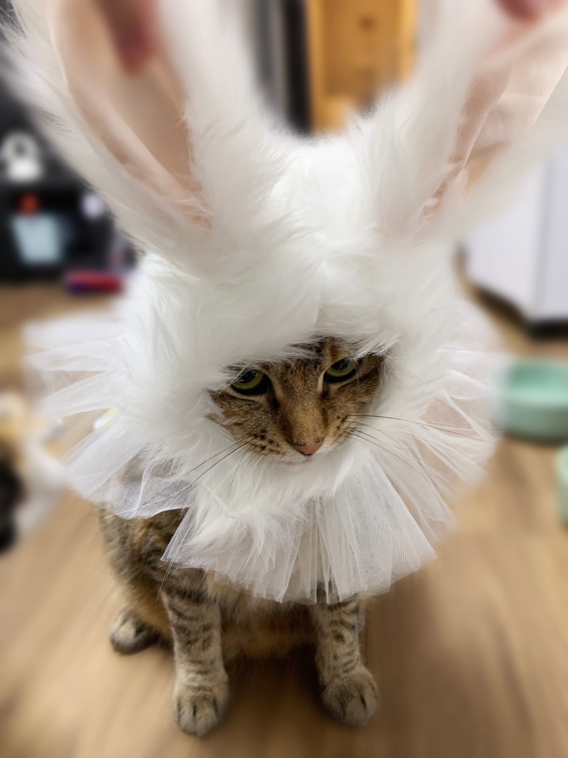 犬猫用 コスプレ ハロウィン うさぎかぶりもの&ラフカラー ペット 犬