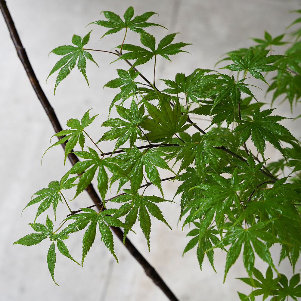 ○23-SJ4 鞍馬鉢 月大 ヤマモミジ 清姫モミジ 黄八丈 – 雨晴/AMAHARE