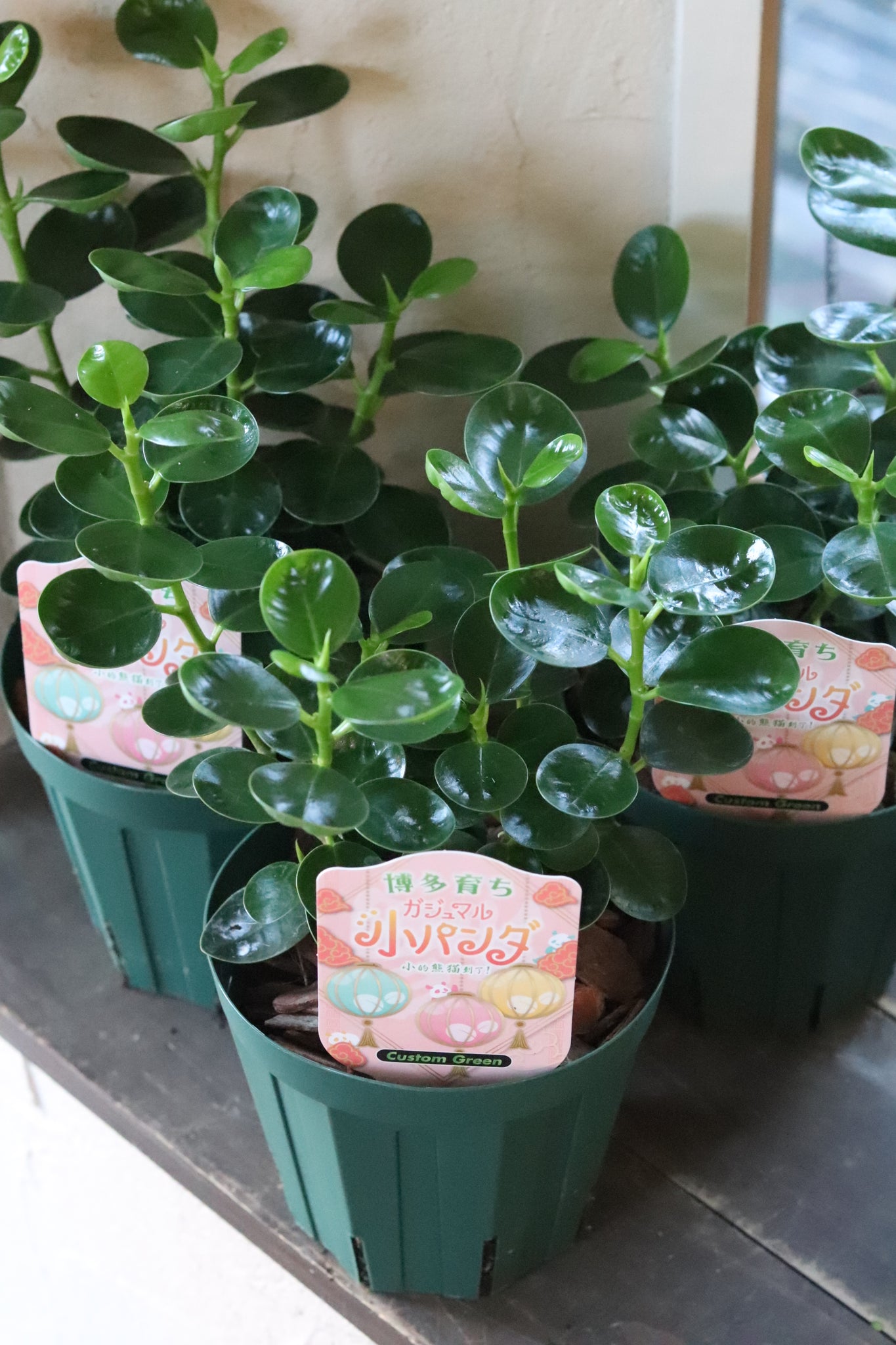 コパンダガジュマル – karen* flower store