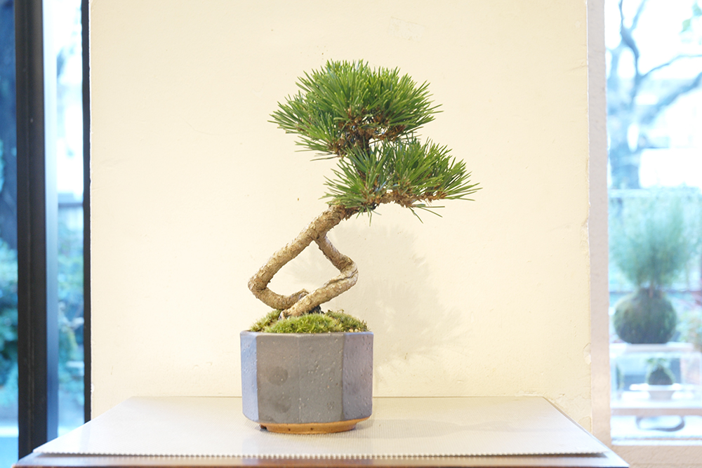 黒松（千寿丸） | GreenScapeオンラインストア