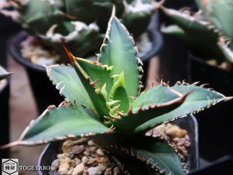 アガベ 狼牙 #2025-04 小株（Coyote産親株由来｜鉢ごと）｜トゲラボ