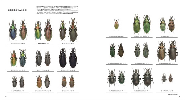 Earth Drop 北海道のオサムシ図鑑商品詳細ページ｜北海道新聞通販ショップ